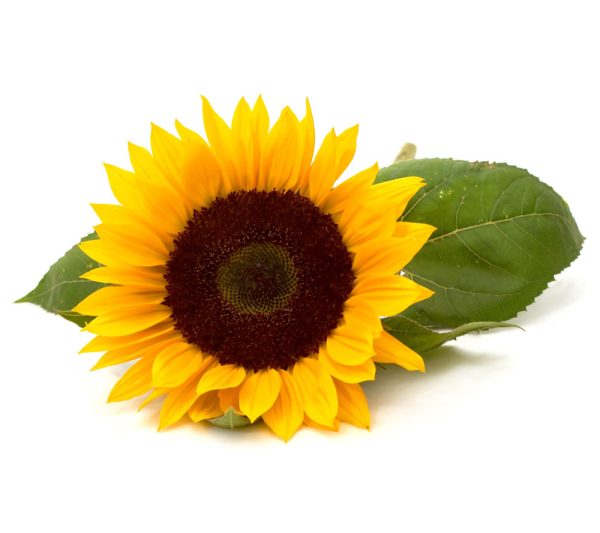 Acidi Grassi di Girasole