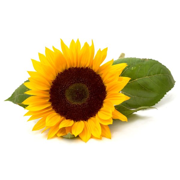 Acidi Grassi di Girasole